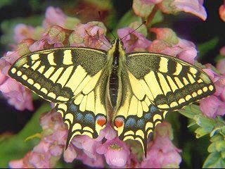 Schwalbenschwanz Papilio machaon Swallowtail