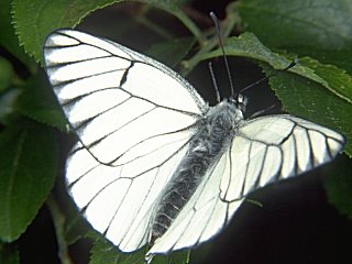 Baumwei�ling Aporia crataegi Black-veined White (13965 Byte)