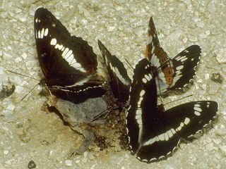 Kleiner Eisvogel Limenitis camilla White Admiral (11930 Byte)