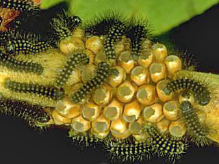 Junge Raupen Kleines Nachtpfauenauge Emperor Moth Saturnia ( Eudia ) pavonia 