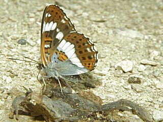 Limenitis camilla Kleiner Eisvogel White Admiral