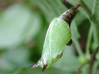 Puppe Kleiner Eisvogel Limenitis camilla White Admiral (3828 Byte)