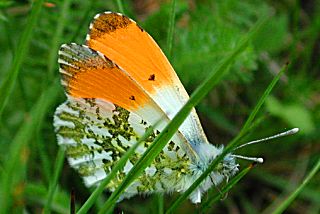 Aurorafalter Anthocharis cardamines Orange Tip