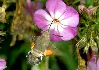Taubenschw�nzchen Kolibri - Schw�rmer Macroglossum stellatarum Humming-bird Hawk-moth Wanderfalter (14131 Byte)