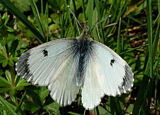 Aurorafalter, weiblich Anthocharis cardamines Orange Tip 