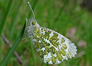 Aurorafalter, weiblich Orange Tip Anthocharis cardamines  (17152 Byte)