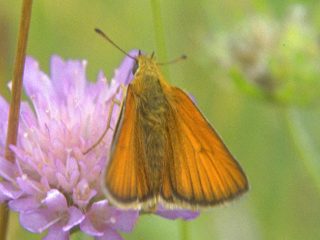 Schwarzkolbiger Braun-Dickkopffalter Thymelicus lineola Essex Skipper (10889 Byte)