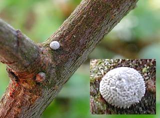 Ei Nierenfleck-Zipfelfalter Thecla betulae Brown Hairstreak