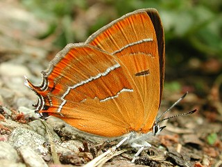 Nierenfleck-Zipfelfalter Thecla betulae Brown Hairstreak