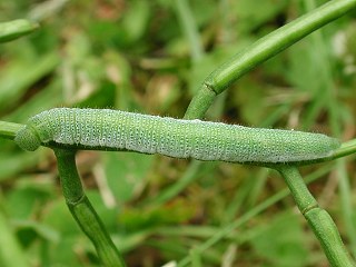 Raupe Aurorafalter Anthocharis cardamines Orange Tip