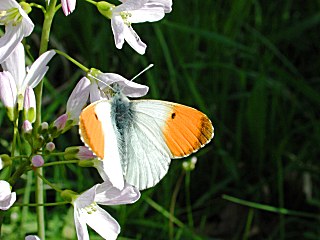 Aurorafalter Anthocharis cardamines Orange Tip