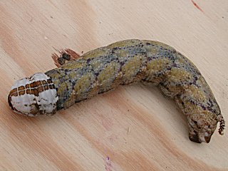 Raupe braune Farbvariante Totenkopfschwärmer Acherontia atropos Deathhead Hawk-moth