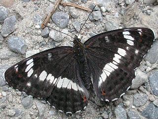 Kleiner Eisvogel Limenitis camilla White Admiral (22964 Byte)