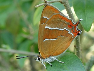 Nierenfleck-Zipfelfalter Thecla betulae Brown Hairstreak