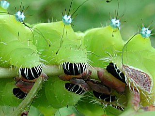Raupe Großes Nachtpfauenauge   Large Emperor Moth   Saturnia pyri  (23990 Byte)