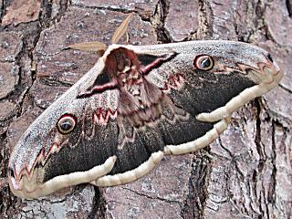 Wiener Nachtpfauenauge Saturnia pyri Large Emperor Moth Großes Nachtpfauenauge Great Peacock Moth