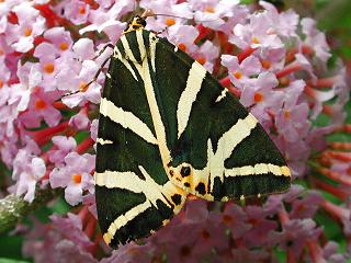 bild952.jpg (22466 Byte)