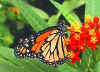 Monarch Danaus plexippus Milkweed (20618 Byte)