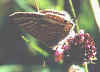 Lampides boeticus Groer Wander-Bluling Long-tailed Blue (16756 Byte)