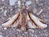 Birken-Zahnspinner   Pheosia gnoma   Lesser Swallow Prominent