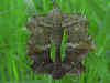 Paarung  Pappelschwärmer  Laothoe populi   Poplar Hawk-moth  (22614 Byte)