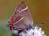 Ulmen-Zipfelfalter Ulmenzipfelfalter Satyrium w-album White-letter Hairstreak (8181 Byte)