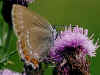 Brauner Eichen-Zipfelfalter  Satyrium ilicis   Ilex Hairstreak