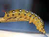 Raupe Labkrautschwärmer   Hyles gallii   Bedstraw Hawk-moth   (17518 Byte)