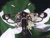 Erlen-Glasflgler  Syanthedon spheciformis  White-barred Clearwing  (20876 Byte)