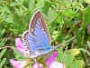 Zahnflügel-Bläuling weiblich Meleageria daphnis Meleager's Blue (24848 Byte)