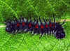 Raupe  Trauermantel   Camberwell Beauty   Nymphalis antiopa  (11040 Byte)