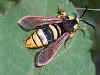 Hornissen-Glasflgler  Sesia apiformis Hornet Moth  (22532 Byte)