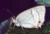 Blauer Eichenzipfelfalter Neozephyrus ( Quercusia ) quercus Purple Hairstreak (6502 Byte)