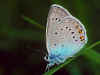 Vogelwicken-Bläuling   Polyommatus ( Plebicula ) amandus   Amanda's Blue (15140 Byte)
