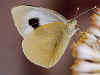 Kanaren-Weiling Pieris cheiranthi  Canary Islands Large White (23205 Byte)