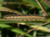 Ried-Weißstriemeneule   Simyra albovenosa   Reed Dagger