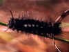 Mondfleck-Bürstenspinner    Gynaephora selenitica