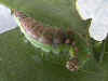 Raupe  Heller Sichelfluegler   Drepana falcataria   Pebble Hook-tip (20832 Byte)
