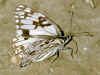 Melanargia occitancia   Westliches Schachbrett   Western Marbled White  (20922 Byte)