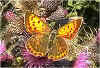 Bild von Gerd Lintzmeyer : Dukaten-Feuerfalter Lycaena virgaureae Scarce Copper (11652 Byte)