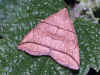 Bogenlinien-Spannereule   Herminia grisealis   Small Fan-foot