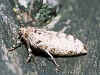 Kleiner Frostspanner   Operophtera brumata   Winter Moth