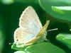 Kleiner Wander-Bluling Leptotes pirithous  Lang's Short-tailed Blue