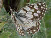 Spanisches Schachbrett   Melanargia ines   Spanish Marbled White