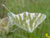 Euchloe belemia   Grngestreifter Weiling   Green-striped White