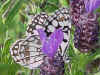 Melanargia ines   Spanisches Schachbrett   Spanish Marbled White