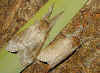 Rotschwanz, Streckfuß Callitera (Dasychira, Elkneria) pudibunda Pale Tussock (28603 Byte)