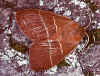 Männlicher Brombeerspinner Macrothylacia rubi Fox Moth (32410 Byte)