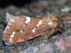 Heidekraut-Wurzelbohrer Phymatopus hecta Gold Swift 