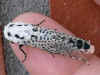 Blausieb Zeuzera pyrina Leopard Moth